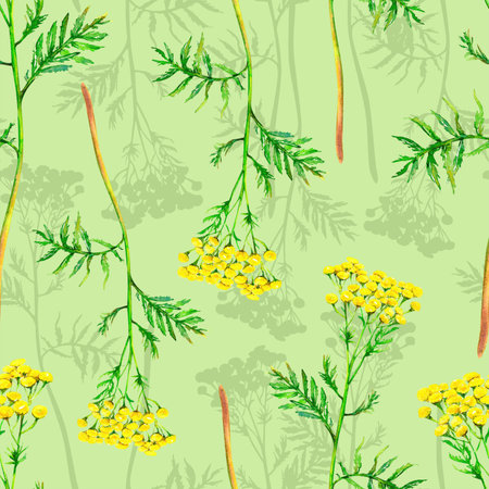 Yellow field tansy hand-painted seamless pattern. Watercolor illustration of delicate flower stems and shadows on light-green background. Meadow wildflower naturally painted for textile ptinting, wrapping, wallpapers, postcards. Floral illustrationの写真素材