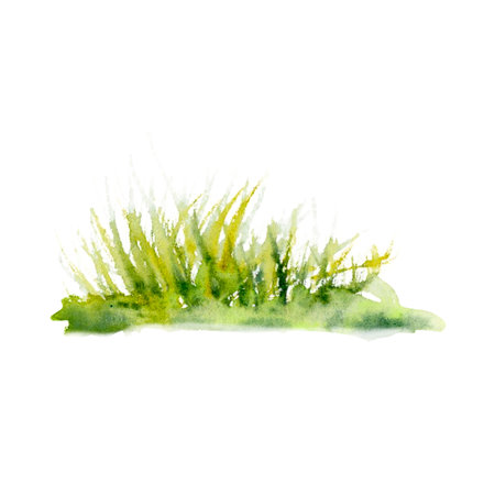Watercolor aquarelle drawing of coastal grass dark and light green. Scillfully painted illustration of fishing grass isolated on white background. For wallpapers, , banners, icon, cardsの写真素材