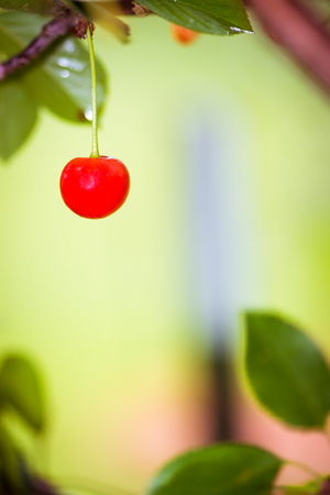 A single cherry on a tree isolated from the rest.のeditorial素材
