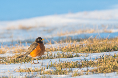 A north American robin standing in the grass with snow around looking for food after a snow storm.  North American robin is the state bird of Wisconsinの写真素材