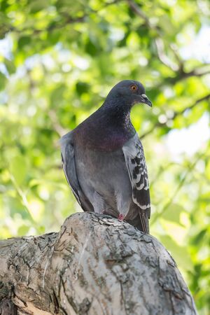 pigeon sitting on tree branchの写真素材