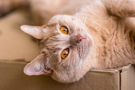 Portrait of a ginger cat close-up.
