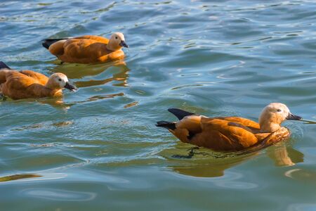 Tadorna ferruginea swim in the city pond.の写真素材