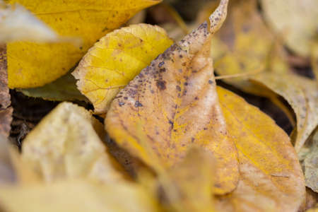 Close-up of yellow autumn leaves. Shallow depth of field.の写真素材