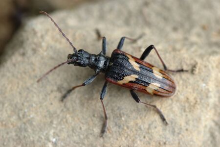 Two-banded longhorn beetle (Rhagium (Hagrium) bifasciatum Fabricius)の写真素材