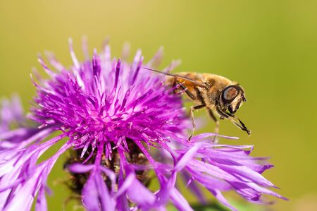 Dark Giant Horse-fly on the Milk Thistleの写真素材