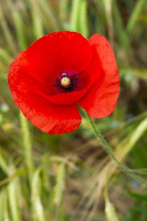Summer field of poppy. Wild red flower on the green meadow.の写真素材