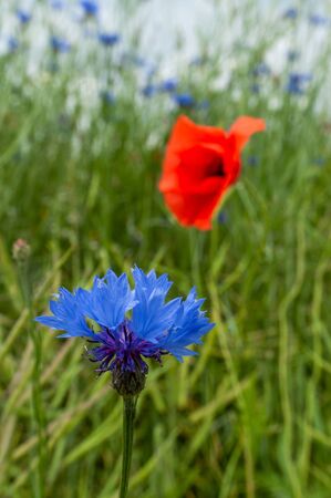 Summer field of cornflowers and poppy. Wild blue and red flowers on the green meadow.の写真素材