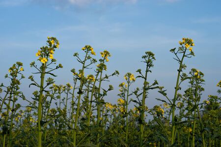 Yellow and green field of blooming canola on a blue sky and clouds background. Brassica Napus....