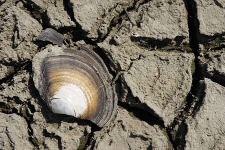 Cracked Seashell. Freshwater clam residue. Part of a huge area dried land suffering from drought -...