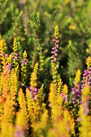 Calluna vulgaris (known as common heather, ling, or simply heather) is the sole species in the genus Calluna in the flowering plant family Ericaceae. Pink flowers and yellow and green bokeh.の写真素材
