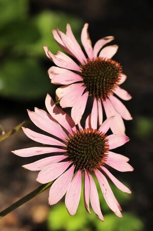 Echinacea purpurea (eastern purple coneflower, hedgehog coneflower, or purple coneflower) is a North American species of flowering plant in the sunflower family. Two purple-pink flowers in the garden.の写真素材