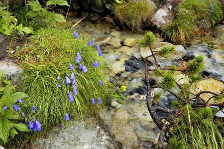 Campanula cochleariifolia (also Campanula cochlearifolia), common name earleaf bellflower or...