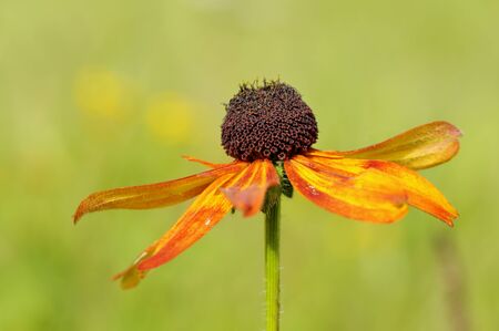 Rudbeckia fulgida, the orange coneflower or perennial coneflower, is a species of flowering plant in the family Asteraceae, native to eastern North America. Overblown wild flowers. Slovakia.の写真素材