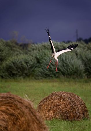 The young stork wishes to fly upの写真素材
