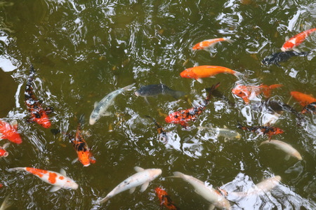 Fish in the waterの写真素材