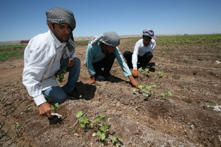 Diyarbakir,Turkey-June 4, 2008: Agricultural workers in cotton field,Mesopotamia.のeditorial素材
