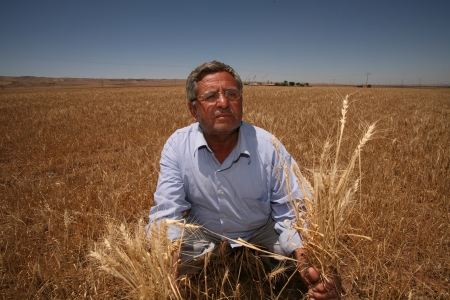 Diyarbakir,Turkey-June 4, 2008:Agricultural workers in cotton field,Mesopotamia.のeditorial素材