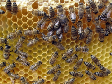 Bees make honey, Bees and honey                               