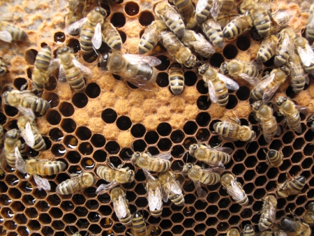 Bees take care of the larvae - their new generation のeditorial素材