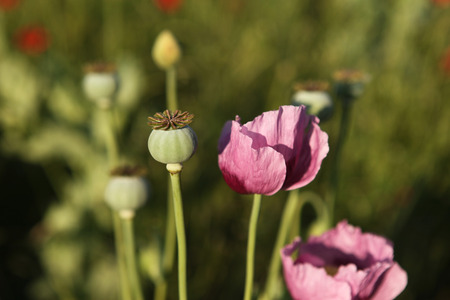 Harvest of opium from poppy on the agriculture fieldの写真素材