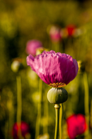 Opium poppy with field out of focus in background.のeditorial素材