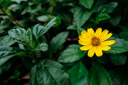 Close up to a yellow flowerの写真素材