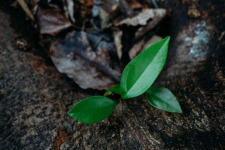 Sprouting branches