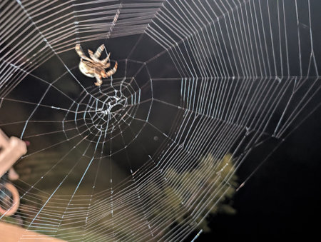 A spider spinning her web at nightの写真素材
