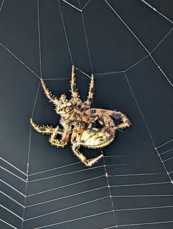 spider on the web, close up of a spider in the web