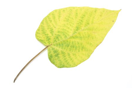 Yellow Leaf on White Background