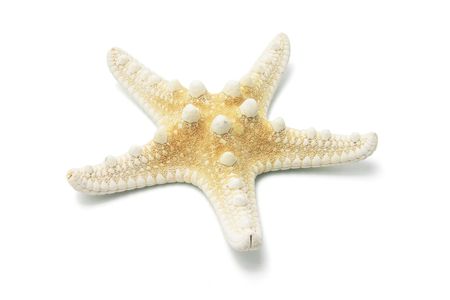 Star Fish on Isolated White Backgroundの写真素材