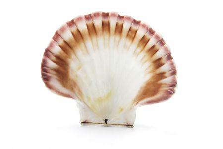 Sea Shell on Isolated White Background