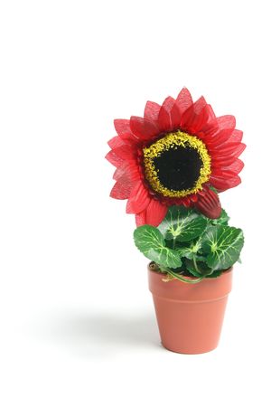 Sunflower Pot Plant on White Backgroundの写真素材