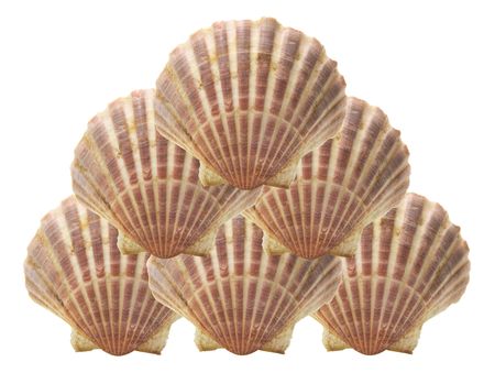 Sea Shells on Isolated White Background