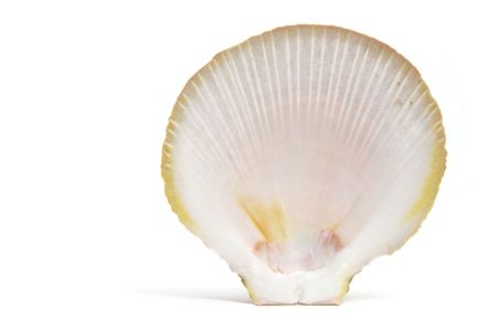 Seashell on Isolated White Backgroundの写真素材