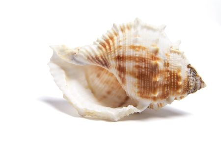Conch Shell on White Backgroundの写真素材