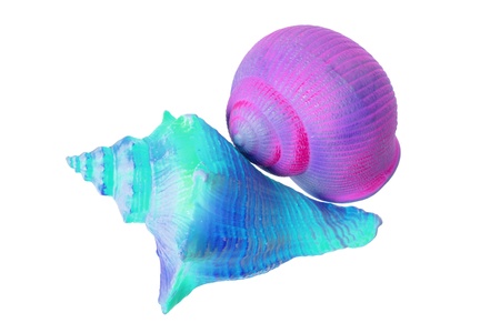 Seashells on White Background