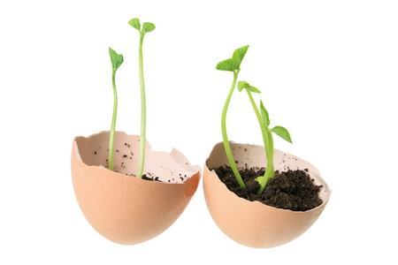 Young Plants in Egg Shells on White Background