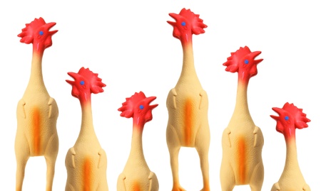 Toy Rubber Chickens on White Backgroundの写真素材