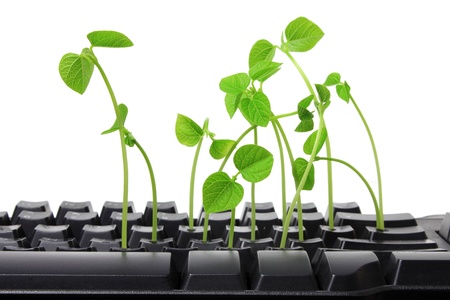 Keyboard with Sprouts on White Backgroundの写真素材