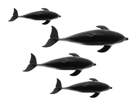 Dolphins on White Backgroundの写真素材