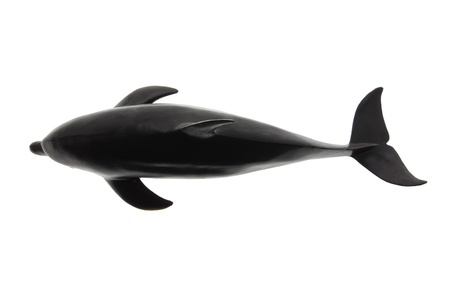 Dolphin on White Backgroundの写真素材