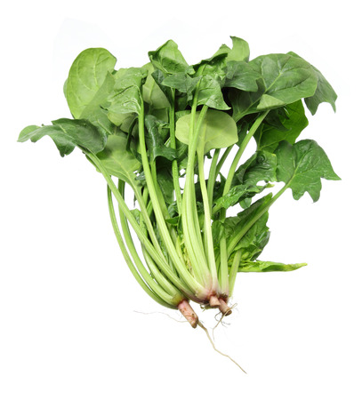 Bunches of Spinach on White Backgroundの写真素材