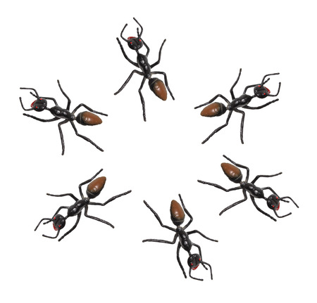 Toy Ants on White Background