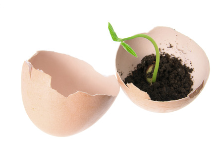 Young Plants in Egg Shells on White Background