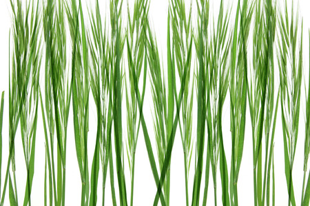 Close Up of Long Glassの写真素材