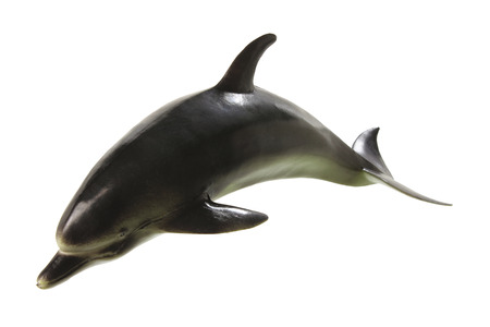 Dolphin on White Backgroundの写真素材