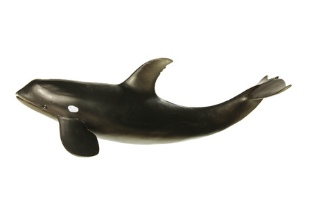Killer Whale on White Backgroundの写真素材