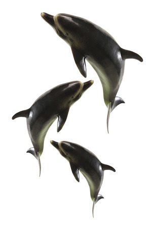 Dolphins on White Backgroundの写真素材